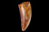 Serrated, Raptor Tooth - Real Dinosaur Tooth #137198-1